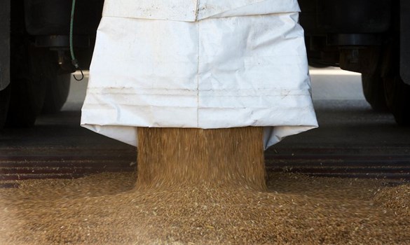 Sack of wheat being emptied on the floor.